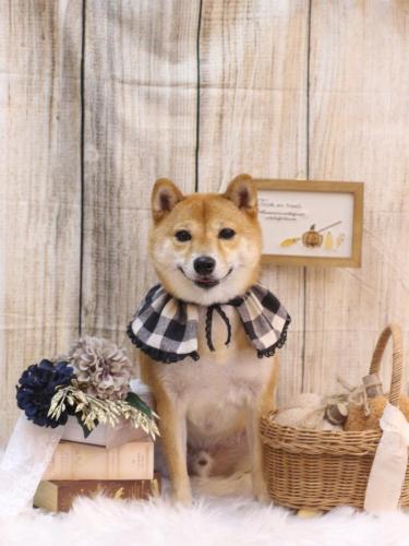 20241025茶々丸くん